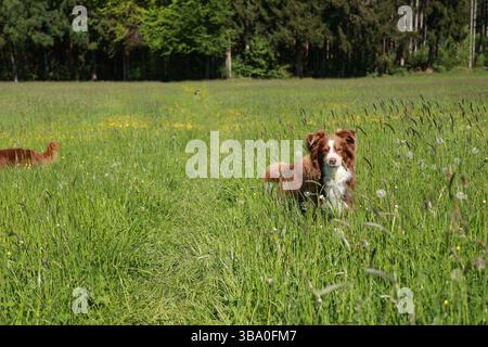Ein brauner und weißer Hund steht auf einem Feld mit hohem Gras Stockfoto