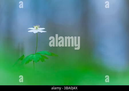 Eine einzelne Holzanemonenblume steht in einem üppigen, grünen Wald in Schweden. Die zarten weißen Blüten und das leuchtende gelbe Zentrum glänzen unter der weichen Sonne Stockfoto