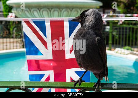 Ein Jackdaw thront auf einem grünen Geländer vor einem Brunnen, hinter dem eine Reihe von Union Jack-Flaggen hängt. Stockfoto