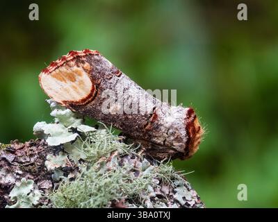 UK Garden Buff Tip Moth, Phalera bucephala, getarnt wie ein gebrochener Birkenzweig Stockfoto