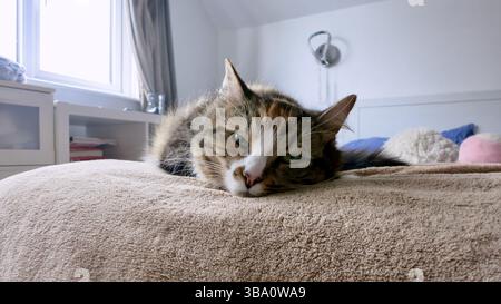 Schläfrige Katze liegt auf dem Bett Stockfoto