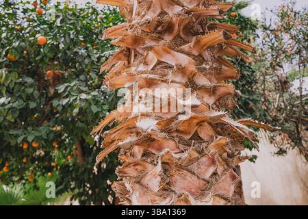 Raue, strukturierte Rinde eines Palmenstammes mit einem Orangenbaum, der eine lebendige Kulisse bietet Stockfoto