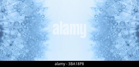 Abstraktes Makrofoto einer Löwenzahnblume mit Tau-Tropfen auf den Samen, blaues Foto. Panoramafoto, Blumen auf der linken und rechten Seite des Stockfoto