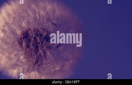 Ein Makrobild eines Löwenzahn in einem rosa-violetten Schein mit weichem Fokus. Selektiver Fokus auf violettem Hintergrund. Panoramafoto, Blume auf der linken Seite Stockfoto