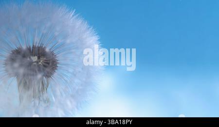 Makrobild eines Löwenzahn im Weichfokus. Selektiver Fokus auf blauem Hintergrund. Panoramafoto Stockfoto