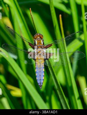 Chaser mit breitem Körper, Dragonfly in Oxfordshire, Großbritannien Stockfoto