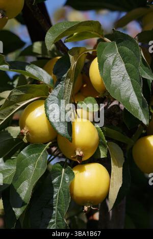 Kleine gelbe Krabbenäpfel, die auf einem Baumzweig wachsen Stockfoto