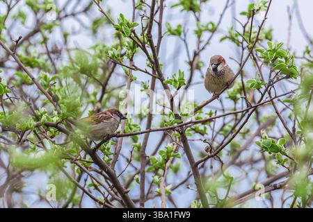 Zwei Spatzen sitzen im Frühling auf Zweigen mit keimenden Blättern Stockfoto