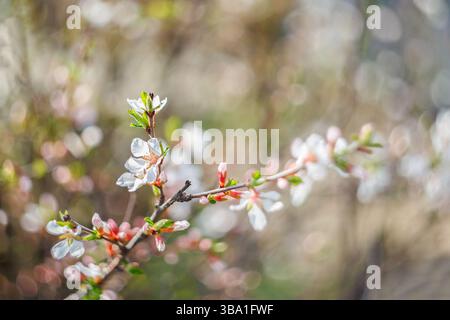 Ein Zweig blühender Filzkirsche auf einem verschwommenen Hintergrund mit Bokeh. Stockfoto
