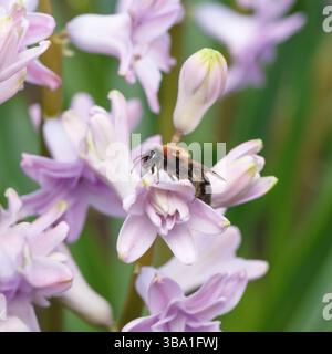 Biene auf hellvioletten Hyazinthen Blüten. Weicher Fokus mit geringer Schärfentiefe Stockfoto