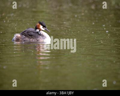 Erwachsener Großkäppchen mit jungen jungen Küken auf dem Rücken. Stockfoto