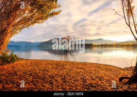 Wunderschöner Wanaka-Baum oder Weidenbaum am Lake Wanaka zwischen gelbem Laubbaum am Morgen in Neuseeland Stockfoto