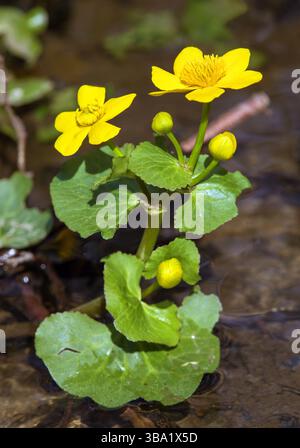 Caltha palustris, auch bekannt als Sumpfbarsch oder Königskegel Stockfoto