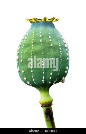 Detail des Opiummohnkopfes, lateinisch Papaver somniferum, unreifer Mohnkopf mit Tropfen Opiummilchlatex, eine Mohnkapsel isoliert auf weißem Hintergrund Stockfoto