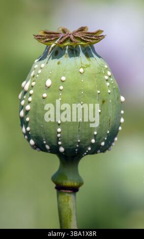 Opiummohnkopf, lateinisch Papaver somniferum, unreifer Mohnkopf mit Tropfen Opiummilchlatex auf grünem Hintergrund Stockfoto