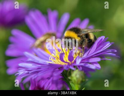 Weißschwanzhummel in lateinischem Bombus lucorum, auf der blauen Blume sitzend Stockfoto