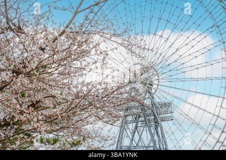 Weiße Kirschblüte in voller Blüte mit Riesenrad am blauen Himmel im Frühling im Vergnügungspark, Japan Stockfoto