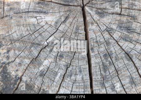 Nahaufnahme des Rissbaumstammes mit detaillierter Holzstruktur. Stockfoto