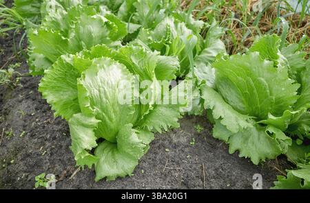 Nahaufnahme von Salat auf einer Bio-Plantage, selektiver Fokus. Stockfoto