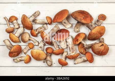 Frisch gepflückte Waldpilze, Rothauben-Stielsorte (Leccinum aurantiacum / albostipitatum), auf weißem Schreibtisch, Foto von oben, Liptov Stockfoto