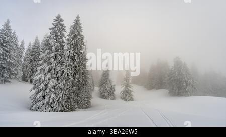 Fantastische Schneeschuhtour auf dem Hochgrat bei der Nagelfluhkette im Allgau, Bayern Stockfoto