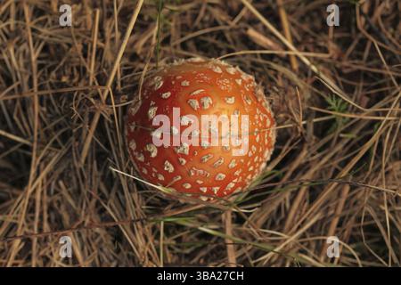 Draufsicht, Jungfliegenpilz (Amanita muscaria) in gelbem Stroh/trockenem Gras, Liptovsky Hradok, Slowakei, Europa Stockfoto