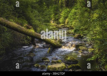 Gefallener Baum, der in einen Bach getaucht wurde, umgeben von moosigen Felsen und einem grünen, üppigen Wald im Glenariff Forest Park, Antrim, Nordirland Stockfoto