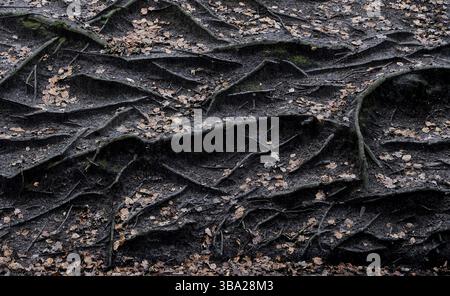 Treeroots tauchen im Herbst im Wald aus dem Boden auf Stockfoto