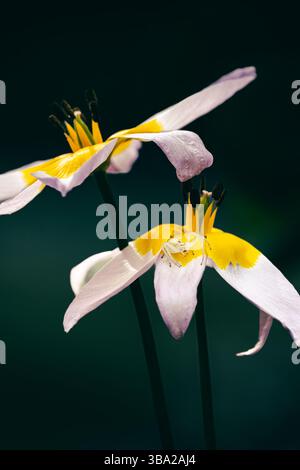 Weiße, gelbe lilly mit Sipder auf Blatt Stockfoto