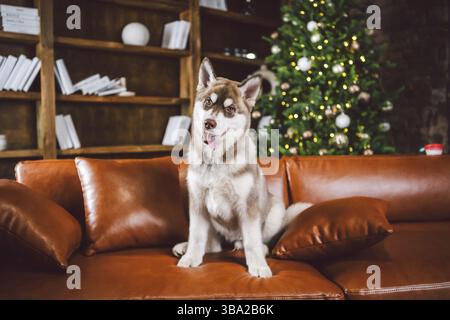 Junge süße Welpen von Siberian Husky Hunderasse Rüde spielen und entspannen auf braunem Sofa in klassischen europäischen Design-Zimmer, für Silvester Urlaub dekoriert. Stockfoto