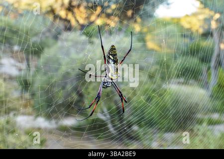 Rotes Bein, goldene Kugel Weberspinne weiblich - Nephila inaurata madagascariensis, ruht auf ihrem Nest, Sonne über verschwommenen Büschen im Hintergrund, Anakao, Ma Stockfoto