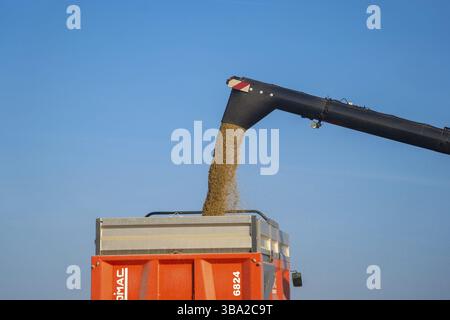 New Holland CX8080 auf einem Feld an sonnigen Sommertagen Frankreich, Bretagne 25 August 2021. Gelbe Mähdrescherernte auf Getreidefeld. Sommerernte. Harve Stockfoto