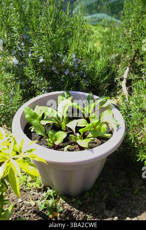Junge Rote-Bete-Pflanzen, die in einem Behälter im Freien in einem sonnigen Garten wachsen. Stockfoto