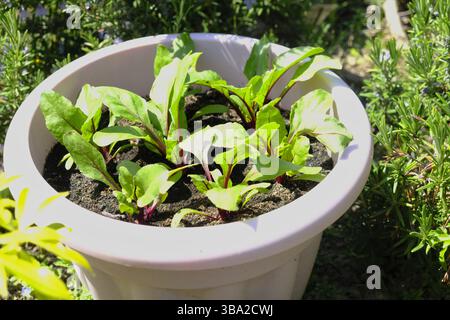 Junge Rote-Bete-Pflanzen, die in einem Behälter im Freien in einem sonnigen Garten wachsen. Stockfoto