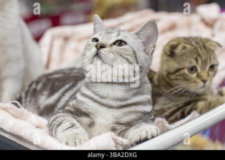 Britischen Katzen auf der Messe. Kleine Tiere Kätzchen Stockfoto