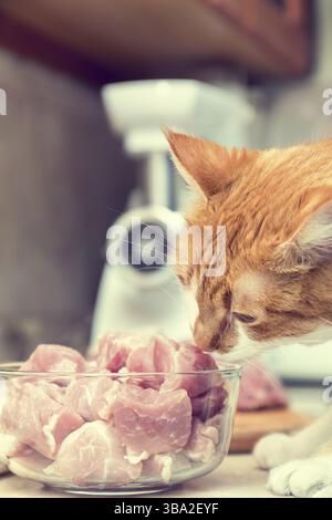 Rote und weiße Katze nimmt ein Stück Fleisch von einem Tisch. Kitty in der Küche. Frisches Schweinefleisch in der Glasschale. Getönt Stockfoto