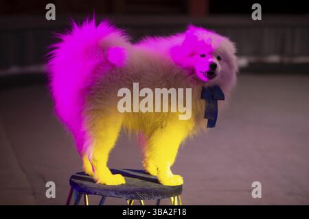 Samoyed Zirkushund in mehrfarbigen Bühnenlichtern. Zirkushund Stockfoto