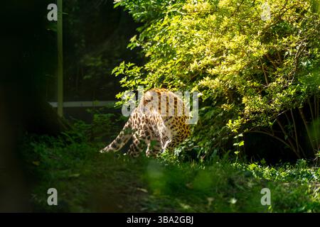 Tiere des Zoos Schönbrunn, in Wien, Österreich wilde Tiere erstaunliches Leben in einem Zoo. Der Ortsname ist Tiergarten Schönbrunn Stockfoto