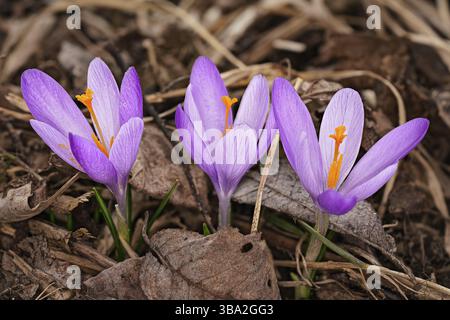 Wilde lila und gelbe Iris Crocus heuffelianus blumen im Schatten, trockenes Gras und Blätter Stockfoto