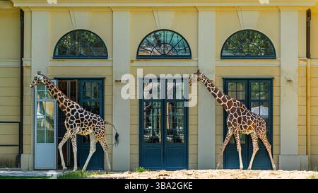 Tiere des Zoos Schönbrunn, in Wien, Österreich wilde Tiere erstaunliches Leben in einem Zoo. Der Ortsname ist Tiergarten Schönbrunn Stockfoto