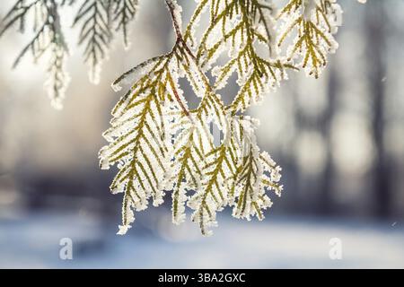 Zweig-Thuja-Zypressenbaum im Schnee. Winter Schnee Sonnenschein Hintergrund. Thuja-Zypressenäste bedeckt mit Raureif gegen den Himmel und den Hinterkopf Stockfoto