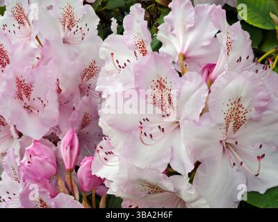 WA26594-00....WASHINGTON - Details zu Rhododendron im Washington Park Arboretum, Seattle City Park / University of Washington. Stockfoto