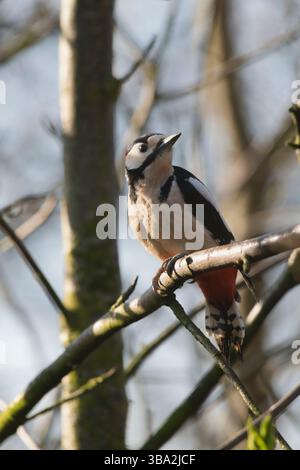 Ein erwachsener männlicher Großspecht (Dendrocopos Major), der im Frühjahr auf einem Baumzweig thront Stockfoto
