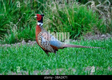 Fasan Stockfoto