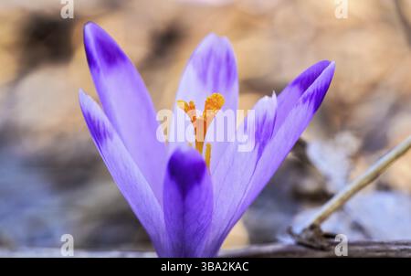 Sonne scheint auf wilder lila und gelber Iris Crocus heuffelianus verfärbt Blume wächst im Frühjahr trockenem Gras, Nahaufnahme Makrodetail, Liptovsky Hradok, Slo Stockfoto