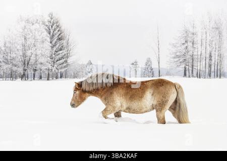 Hellbraunes Haflinger-Pferd waten im Winter durch das Schneefeld, verschwommene Bäume im Hintergrund, Seitenansicht, Vychodna, Slowakei, Europa Stockfoto