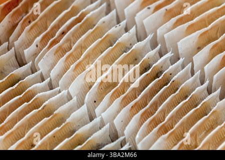 Nahaufnahme - Teebeutelreihen in Box angeordnet, Liptovsky Hradok, Slowakei, Europa Stockfoto