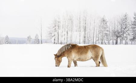 Hellbraunes Haflinger-Pferd, das im Winter durch Schnee auf dem Feld weht, Foto von der Seite, Bäume im Hintergrund, Vychodna, Slowakei, Europa Stockfoto