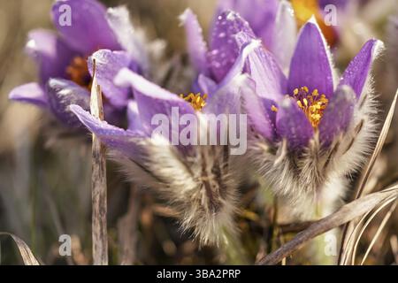 Violette große Pasque-Blüte - Pulsatilla grandis - wächst in trockenem Gras, Nahaufnahme mit Haaren an Stielen, Liptovsky Hradok, Slowakei, Europa Stockfoto