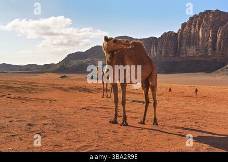 Gruppe von Kamelen, ein großes Tier im Vordergrund, Spaziergang auf orange roten Sand der Wadi Rum Wüste, Berge Hintergrund, Wadi Rum, Jordanien, Asien Stockfoto